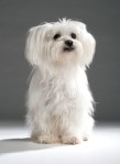 White Maltese on dark background